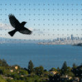 Bird Safety Film: Protect Migrating Birds from Window Strikes